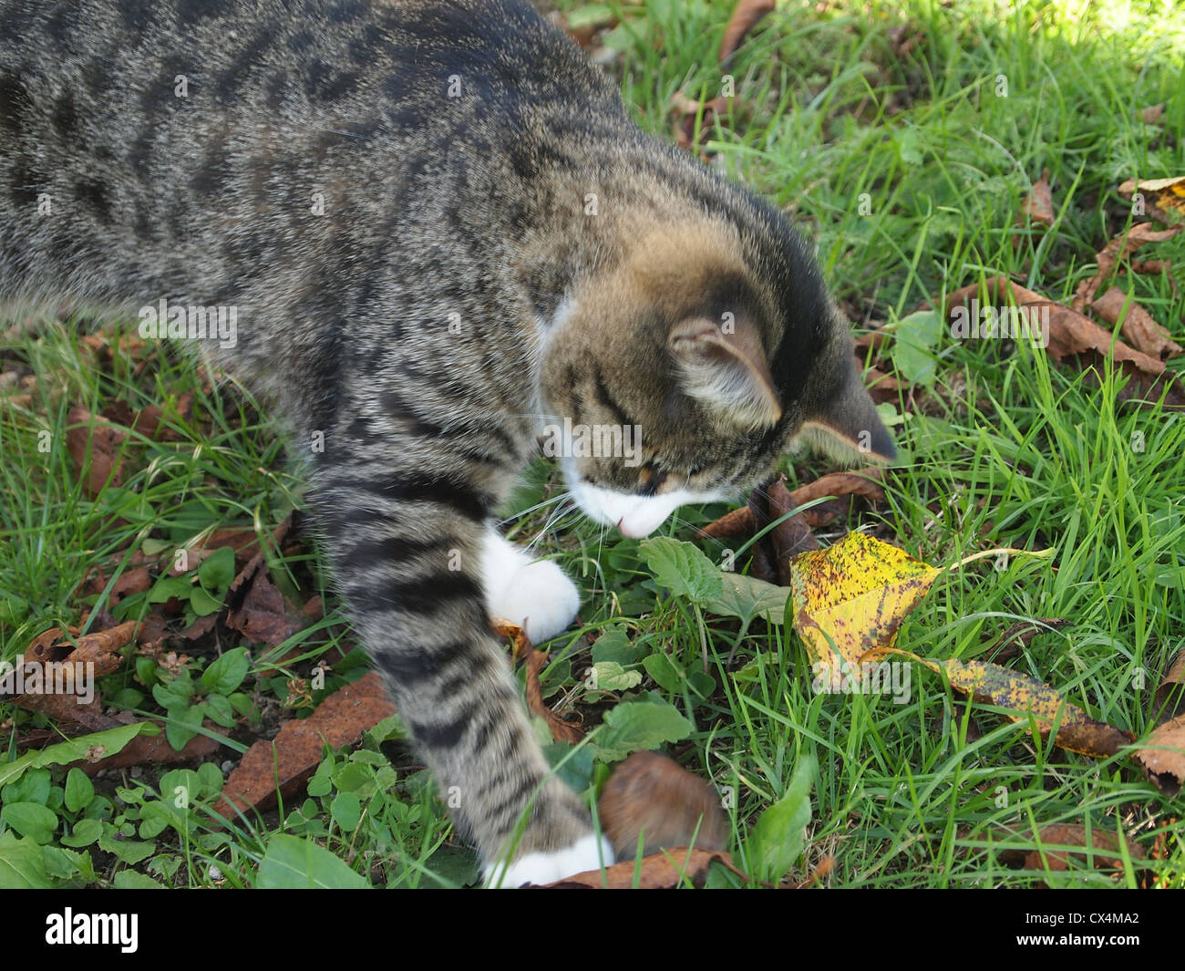 Tabby cat playing outside hi-res stock photography and images - Alamy