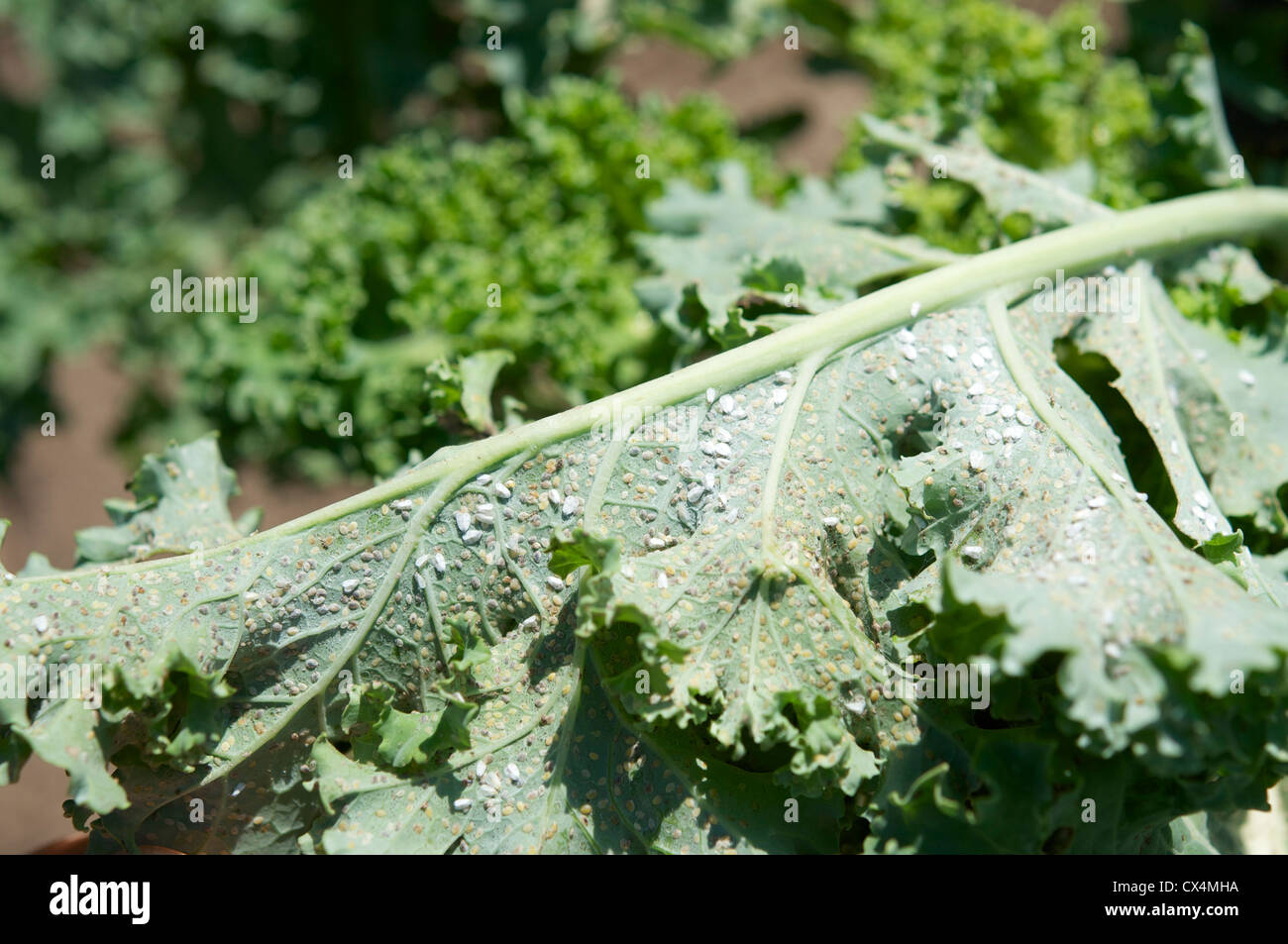 Adults and eggs of the cabbage whitefly (Aleyrodes proletella) on a kale leaf Stock Photo Alamy