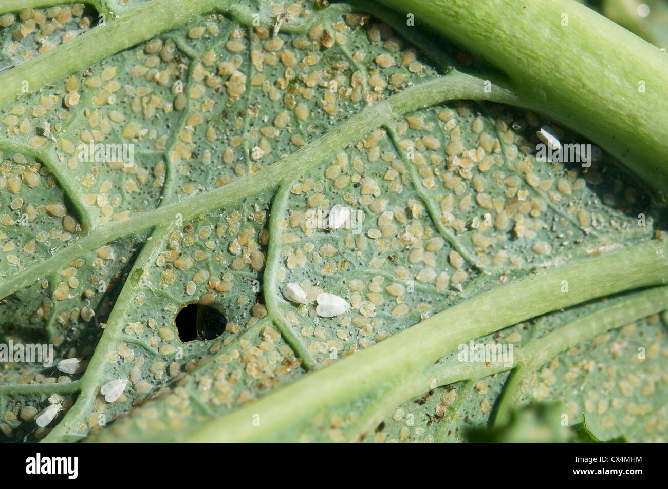 Adults and eggs of the cabbage whitefly (Aleyrodes proletella) on a
