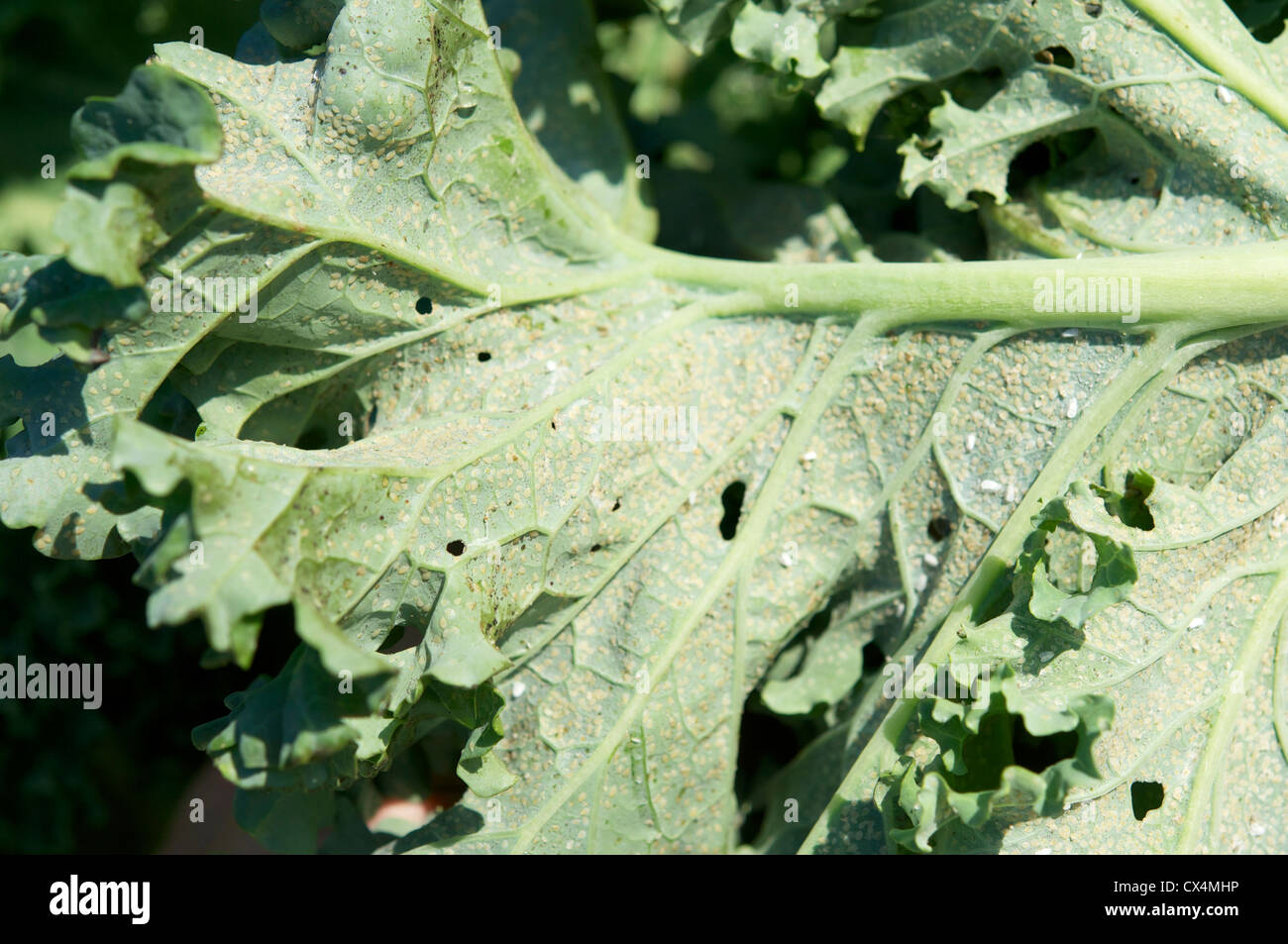 Adults and eggs of the cabbage whitefly (Aleyrodes proletella) on a kale leaf. Stock Photo