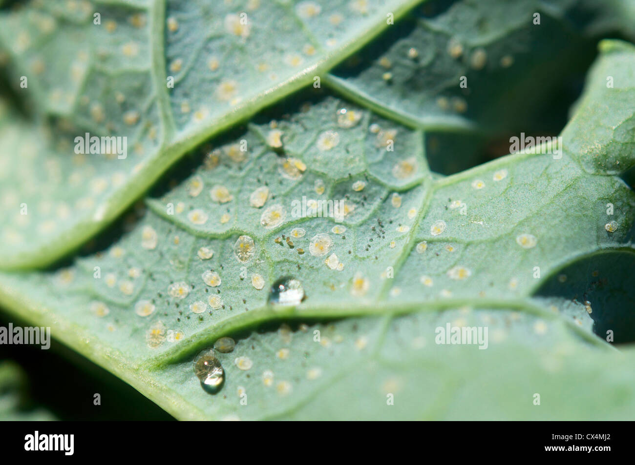 Eggs of the cabbage whitefly (Aleyrodes proletella) on a kale leaf Stock Photo Alamy