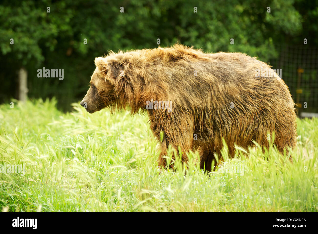 Kodiak Grizzly Bear. The Olympic Game Farm. Sequiem, Olympic Peninsula