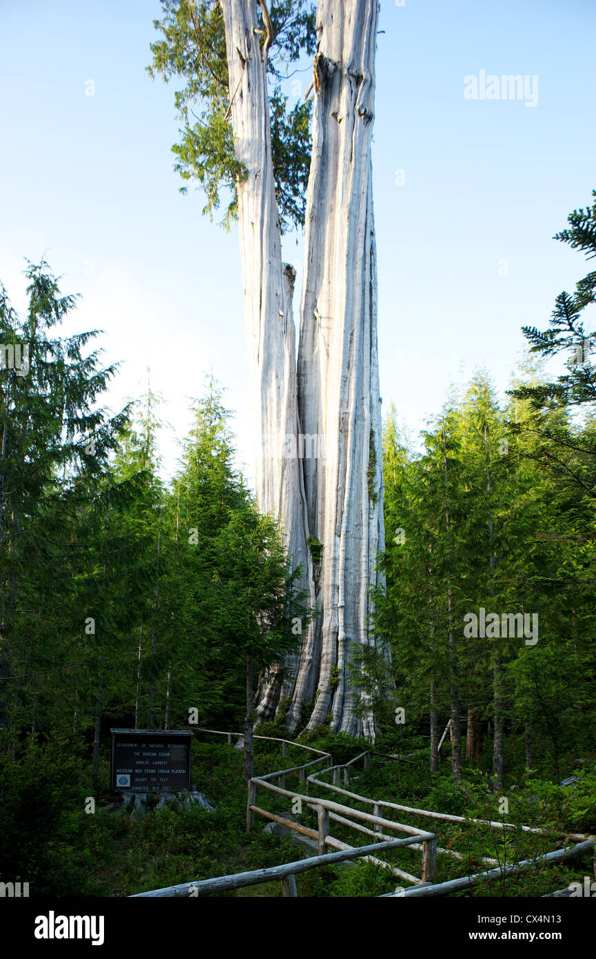 The Duncan Cedar, The world's largest Western Red Cedar. Olympic Peninsula, Washington State