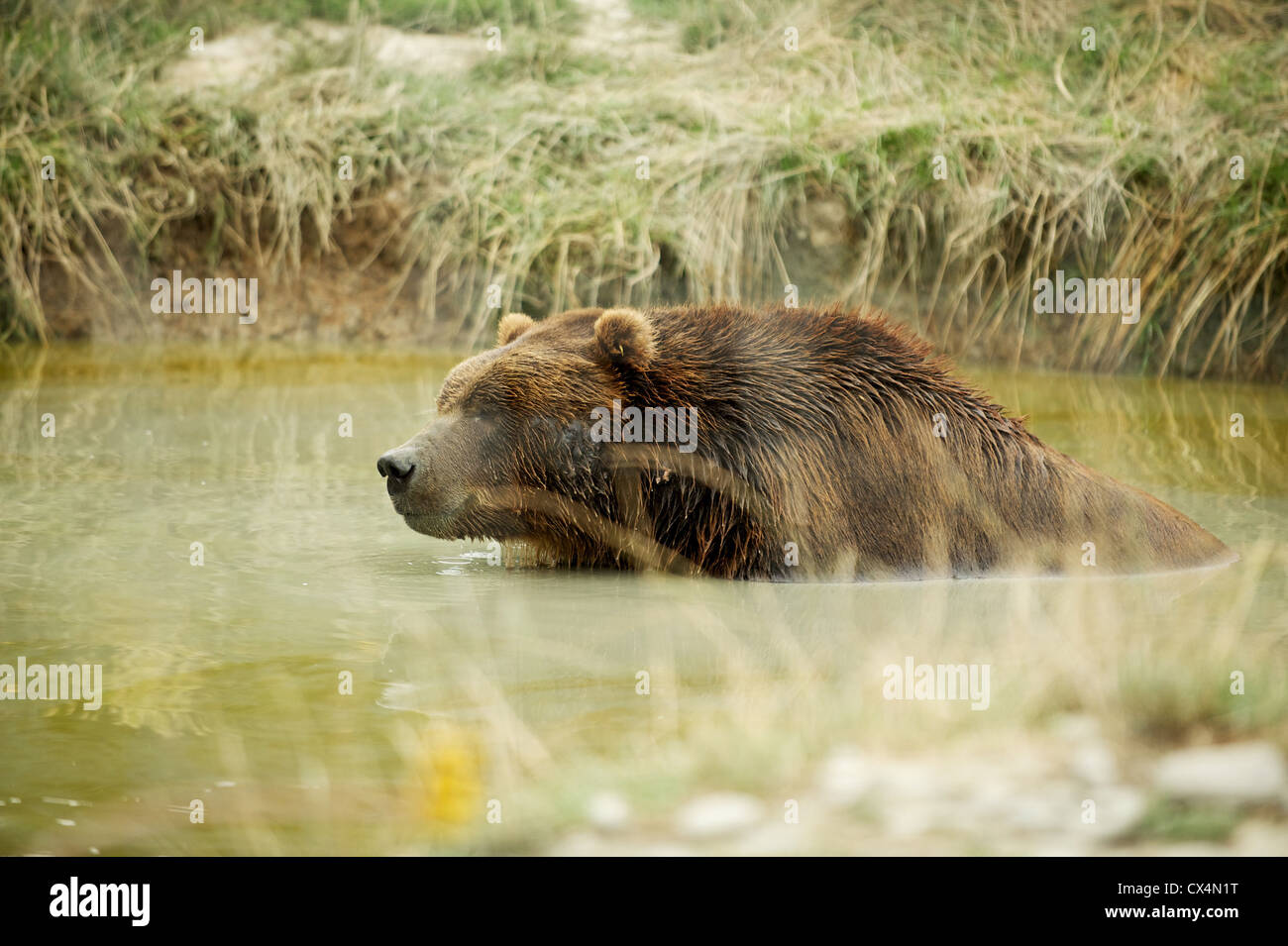 Kodiak Grizzly Bear. The Olympic Game Farm. Sequiem, Olympic Peninsula