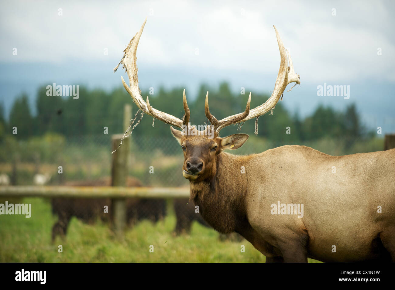 Male Elk with Antlers. The Olympic Game Farm. Sequiem, Olympic