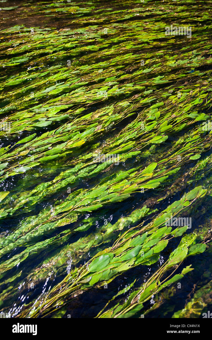 Longleaf pondweed (Potamogeton nodosus) floating in the Allier river current (Allier - Auvergne - France). Potamots noueux. Stock Photo