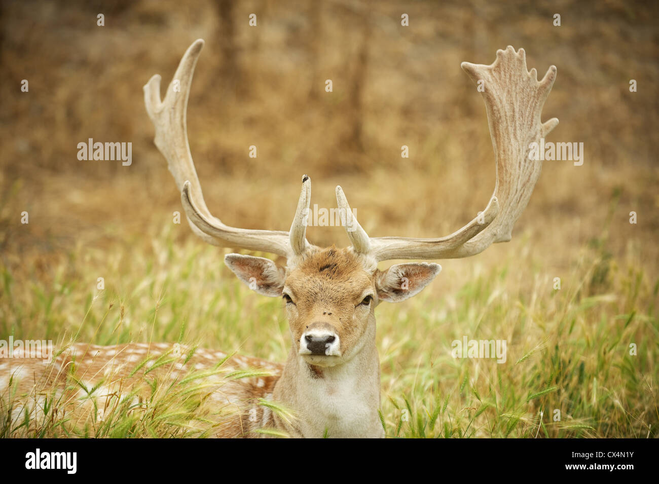 Male deer with antlers. The Olympic Game Farm. Sequiem, Olympic