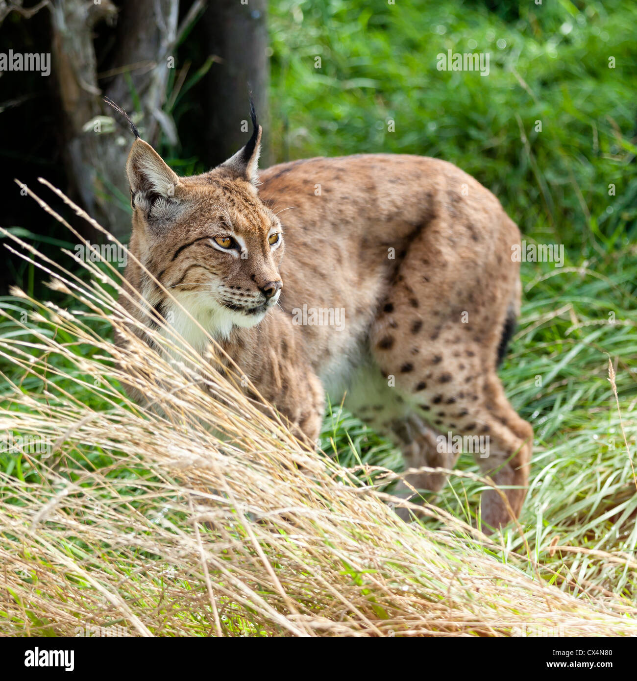 Portrait of Eurasian Lynx Prowling through Long Grass Stock Photo