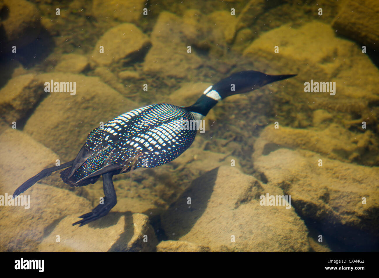 A Great Northern Diver, or Common Loon (Gavia immer) diving for food in