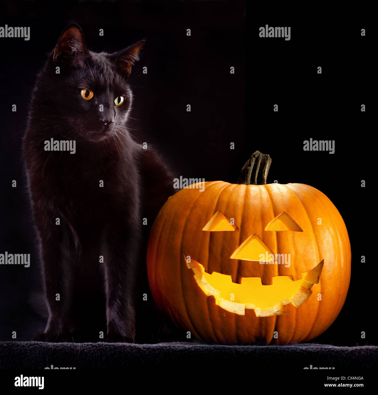 Halloween pumpkin and black cat scary spooky and creepy horror holliday superstition evil animal and jack lantern Stock Photo