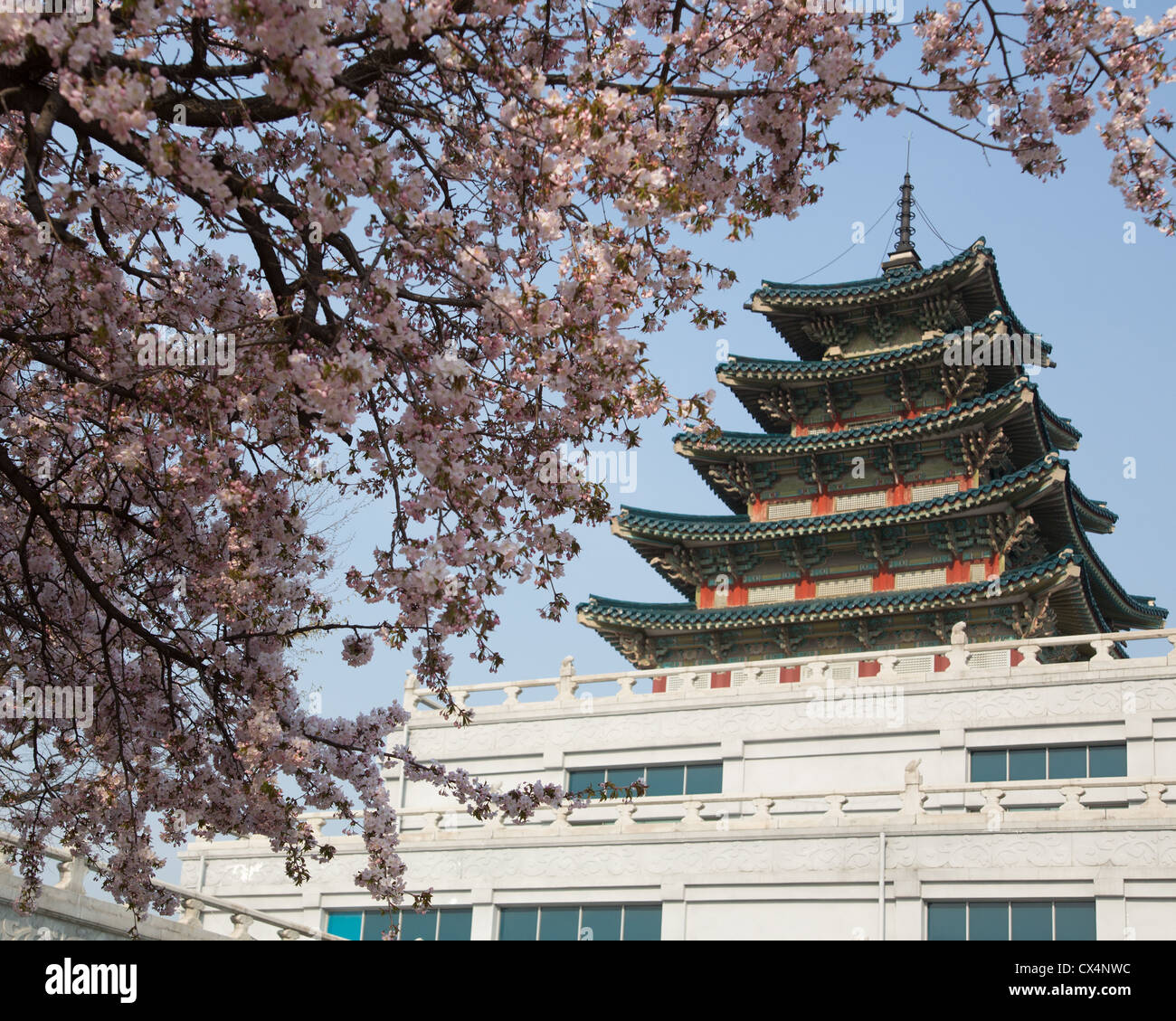 Korean Pagoda - Folk Museum at Gyenogbokgung Palace during cherry blossom season in Seoul, South Korea Stock Photo