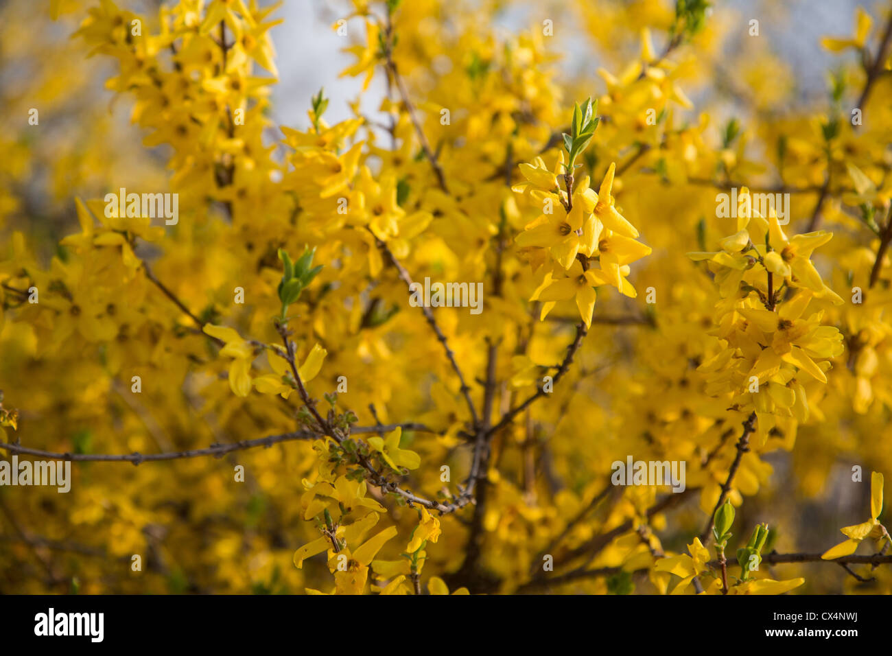 Yellow Forsythia flowers in full bloom near Seoul, Korea Stock Photo