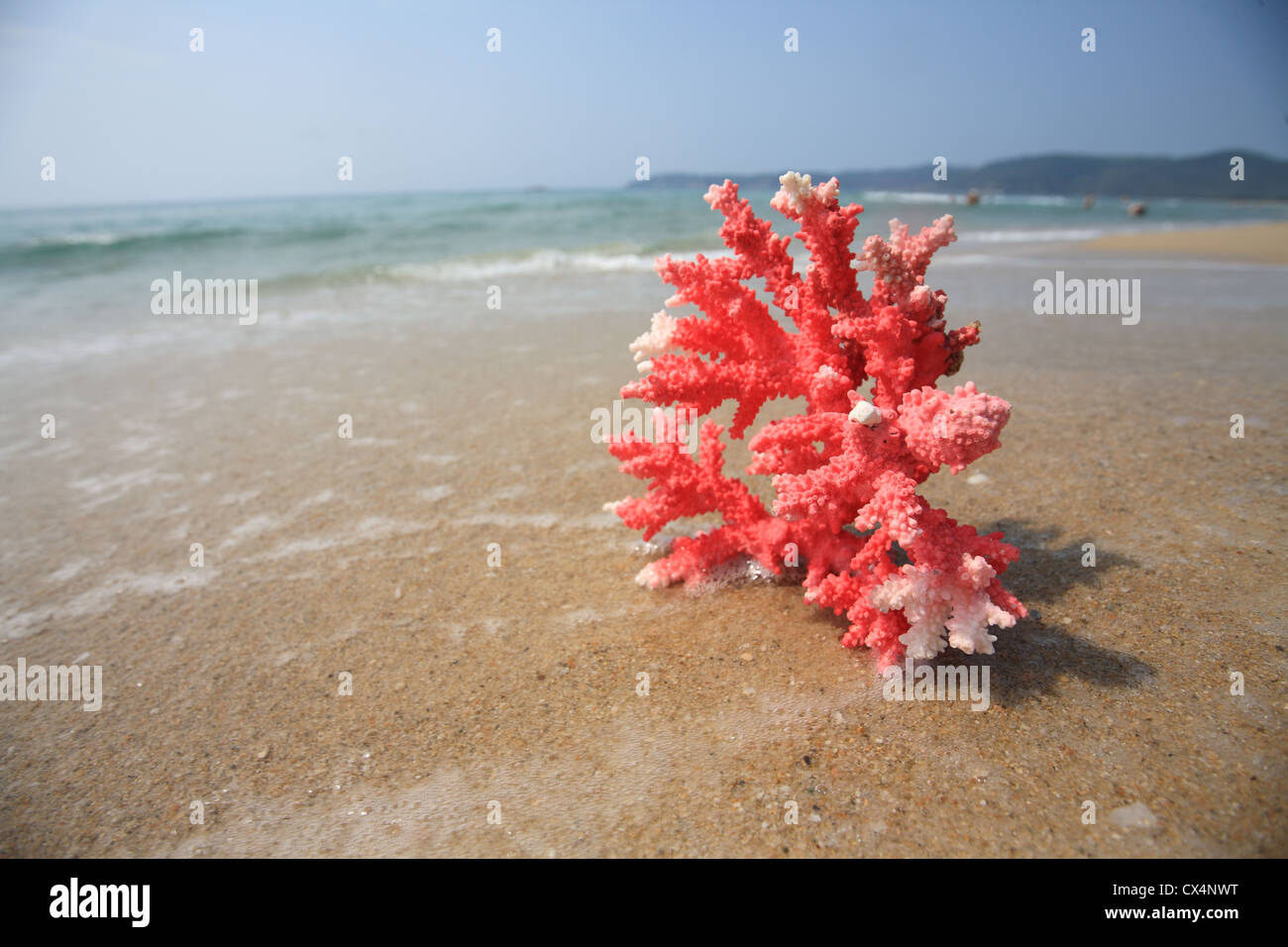 red  coral on beach Stock Photo
