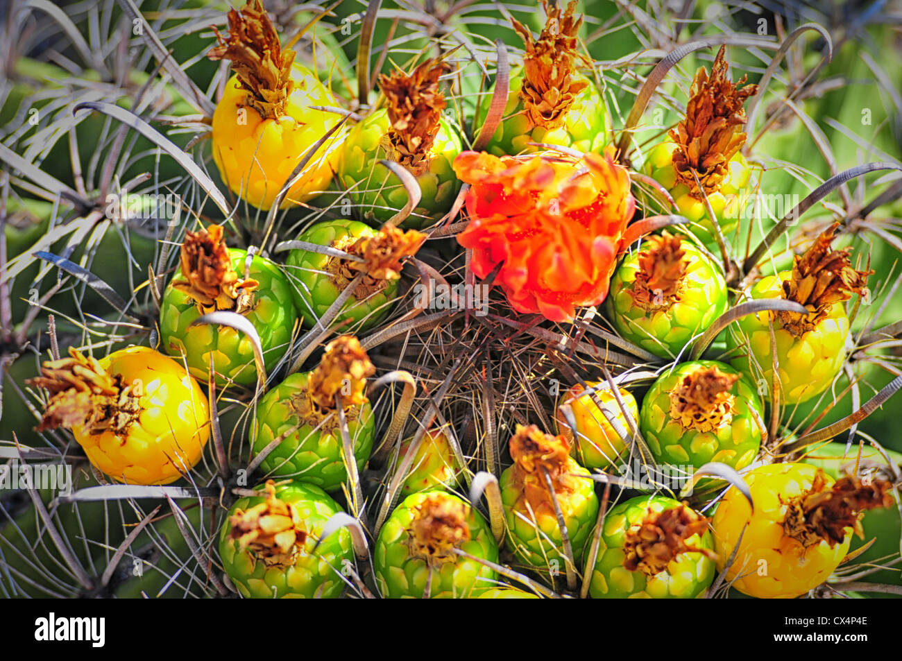 Fish hook barrel cactus bloom starting to fruit Stock Photo - Alamy