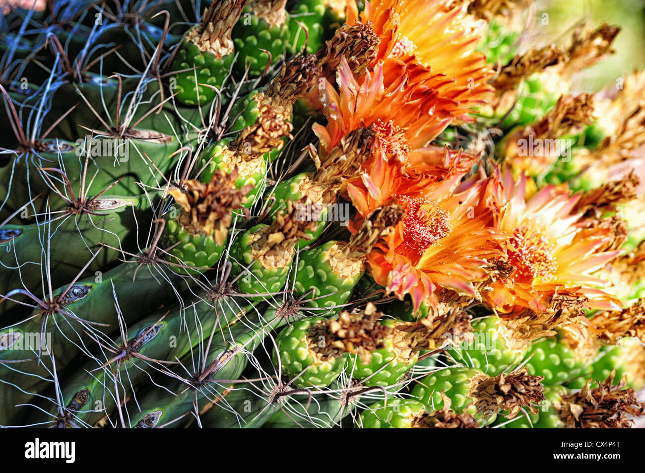 Cactus bloom in fall Stock Photo Alamy