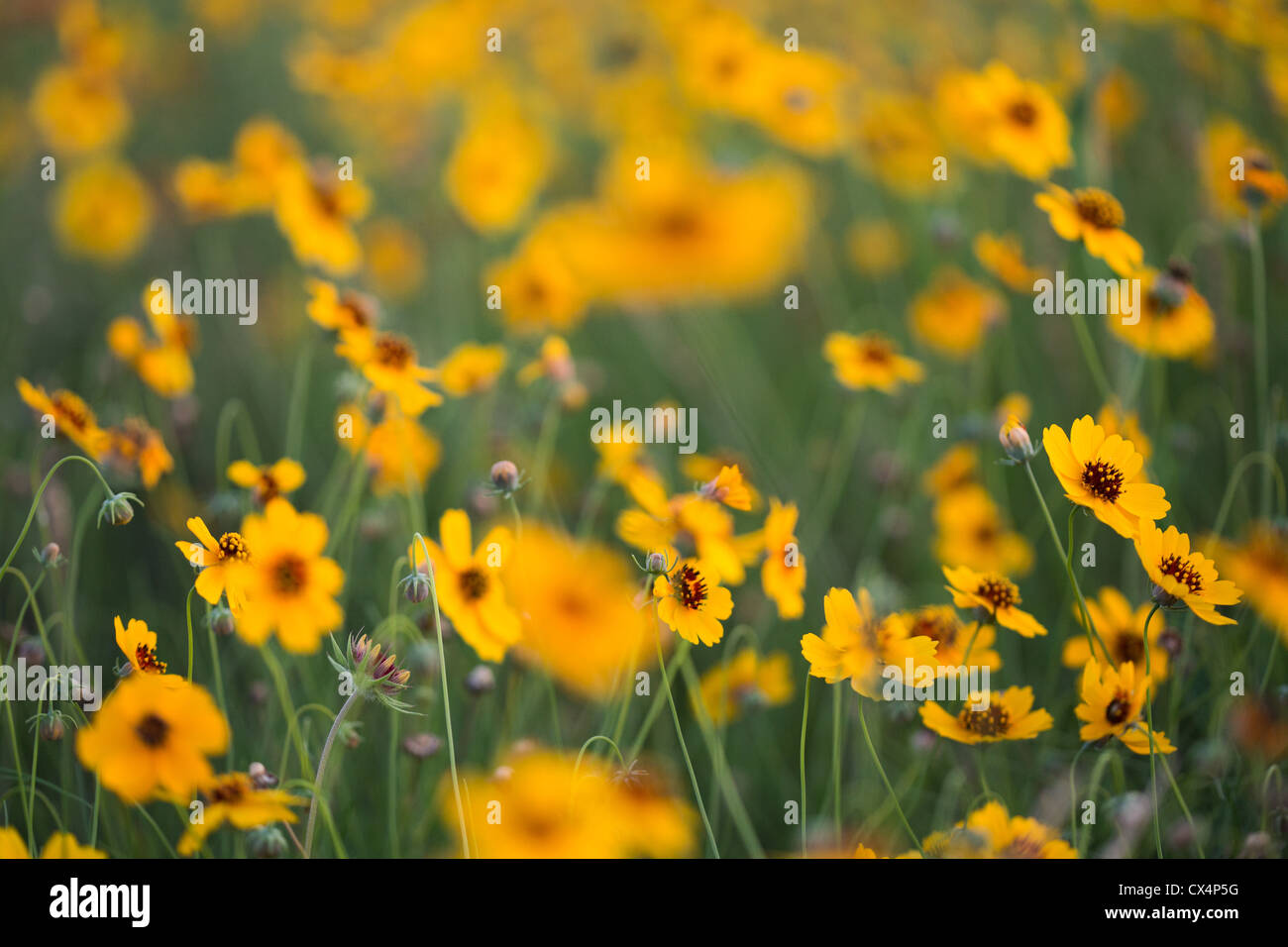 A dreamy image of a field full of yellow Texas wildflowers - Thelesperma filifolium AKA Greenthread Stock Photo