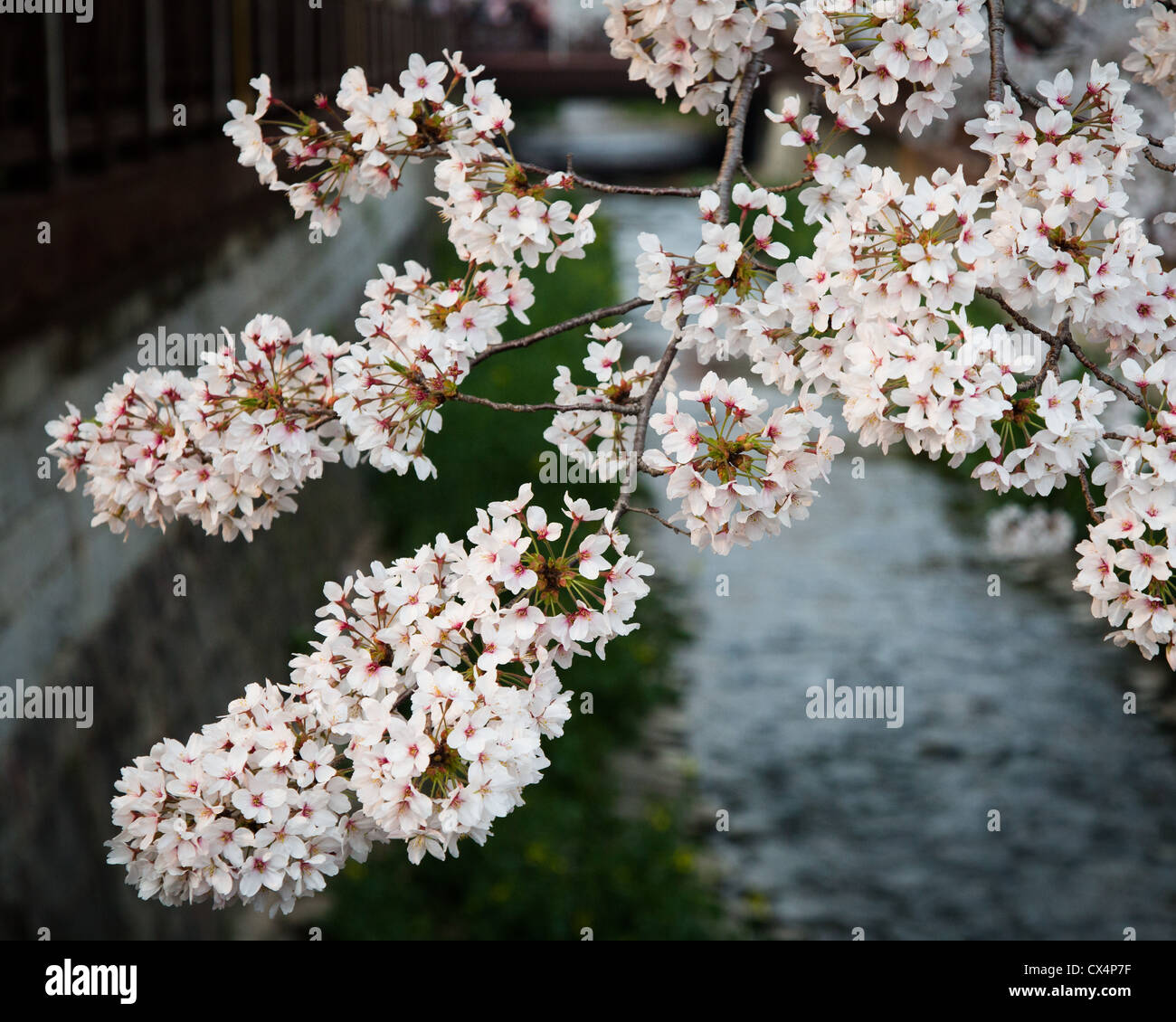 Pink Cherry Blossoms over a river in Jinhae, South Korea Stock Photo
