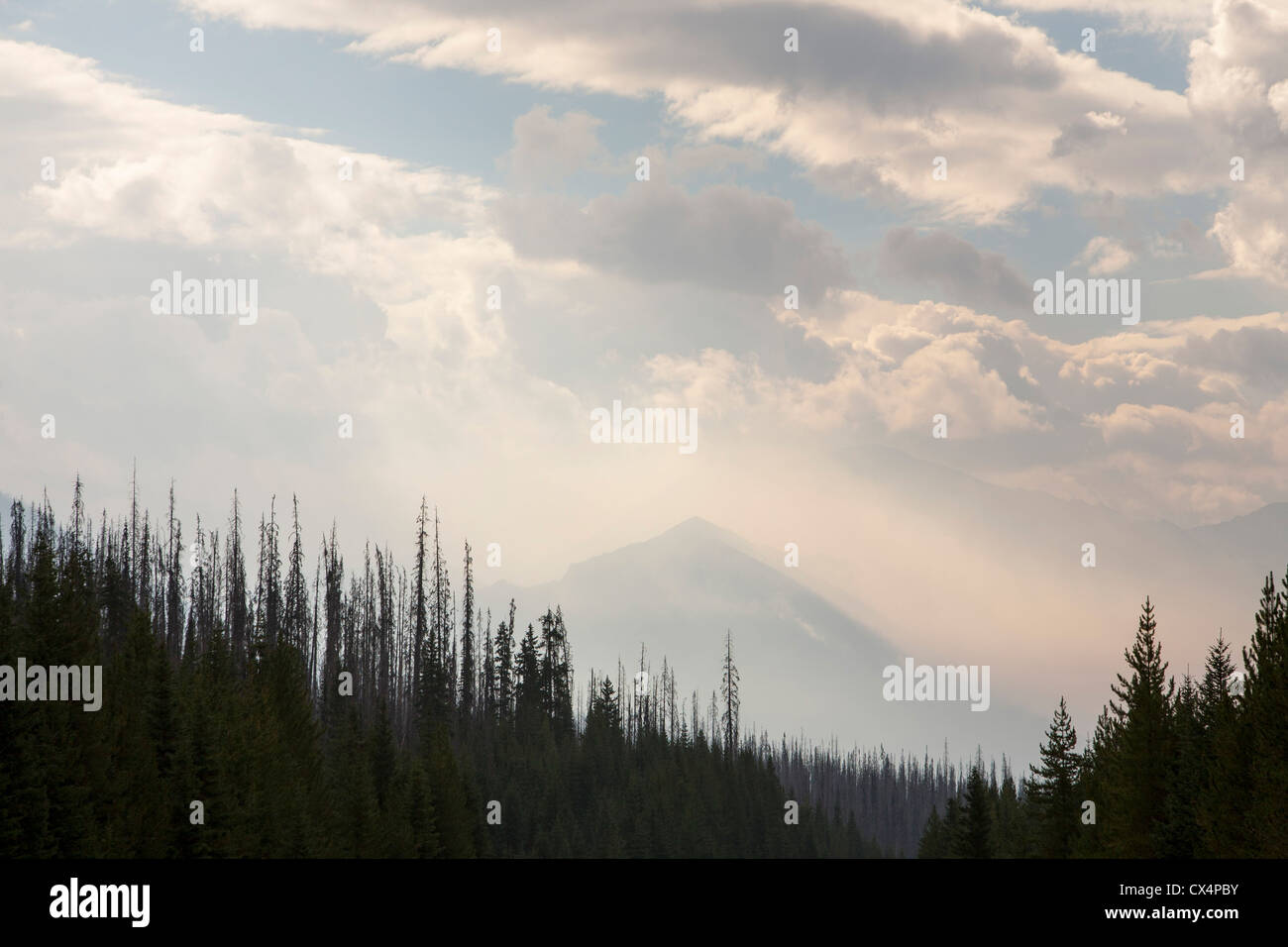 A forest fire on Octopus mountain in Kootenay National Park, British ...