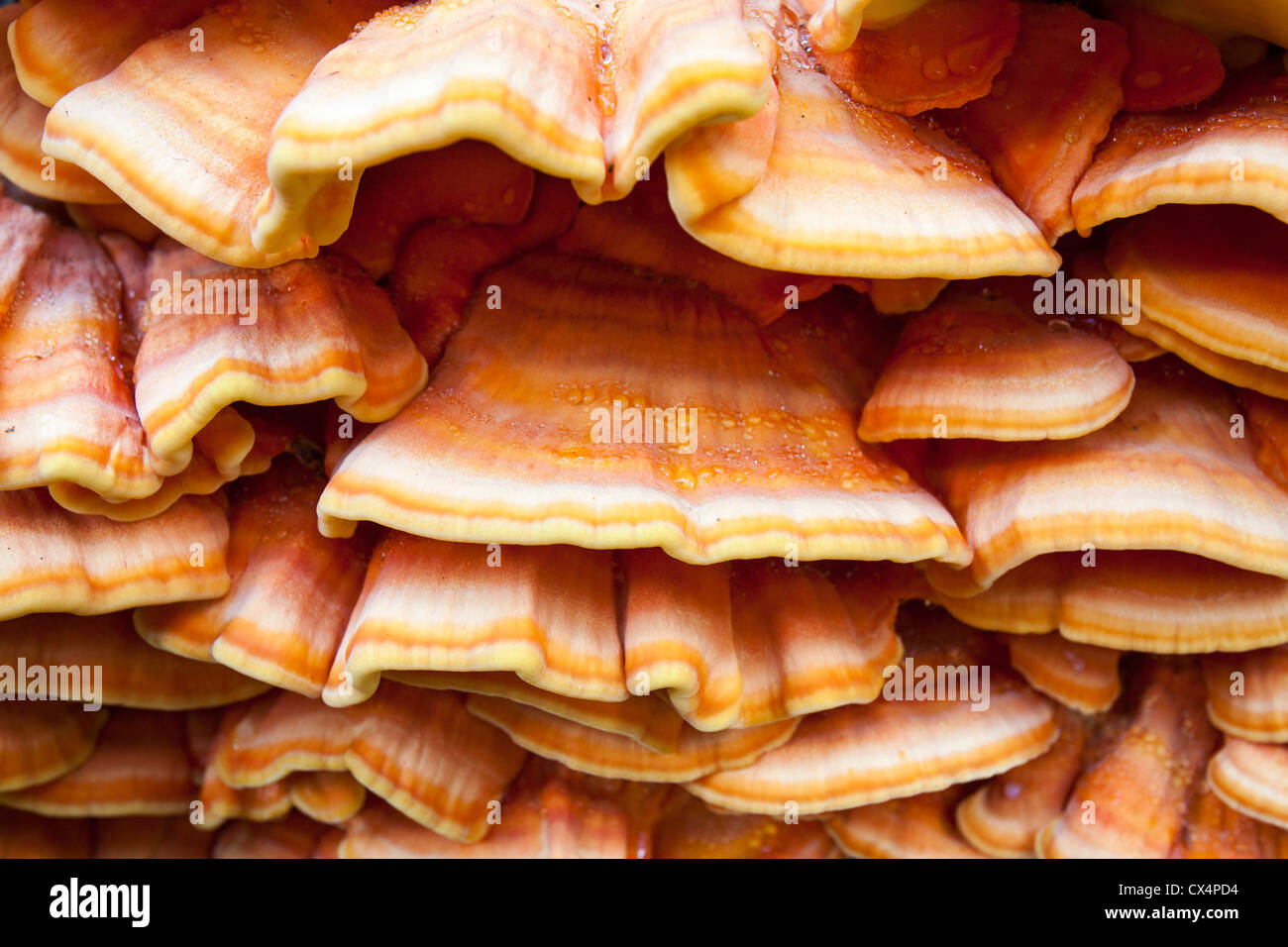 Colorful bracket funghi on a tree, Canadian Rockies. Stock Photo