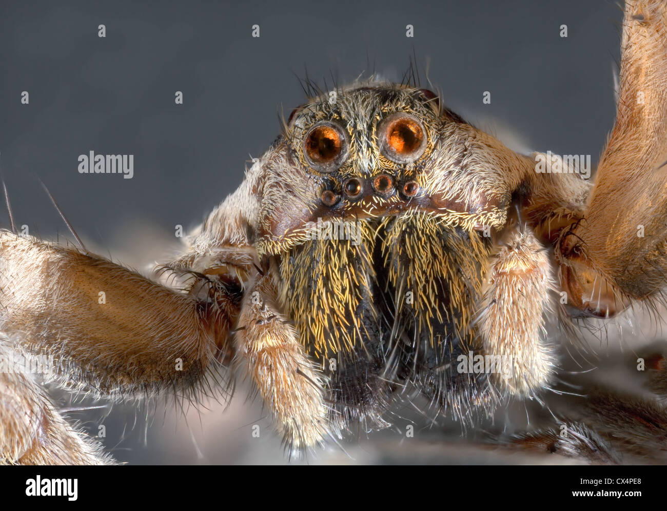 Ultra Macro Shoot of Wolf Jumping Spider Stock Photo