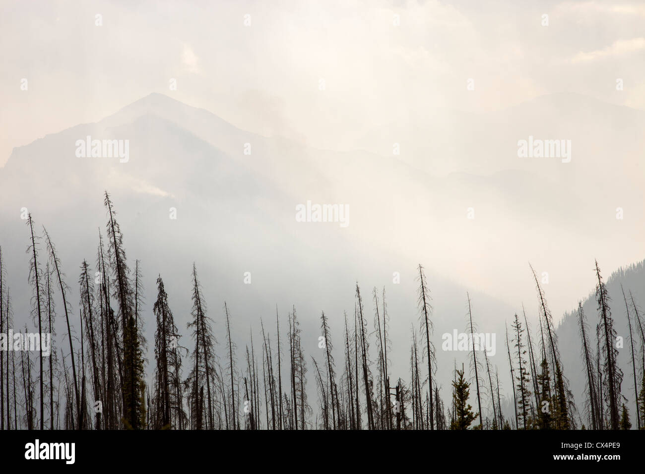 A forest fire on Octopus mountain in Kootenay National Park, British ...
