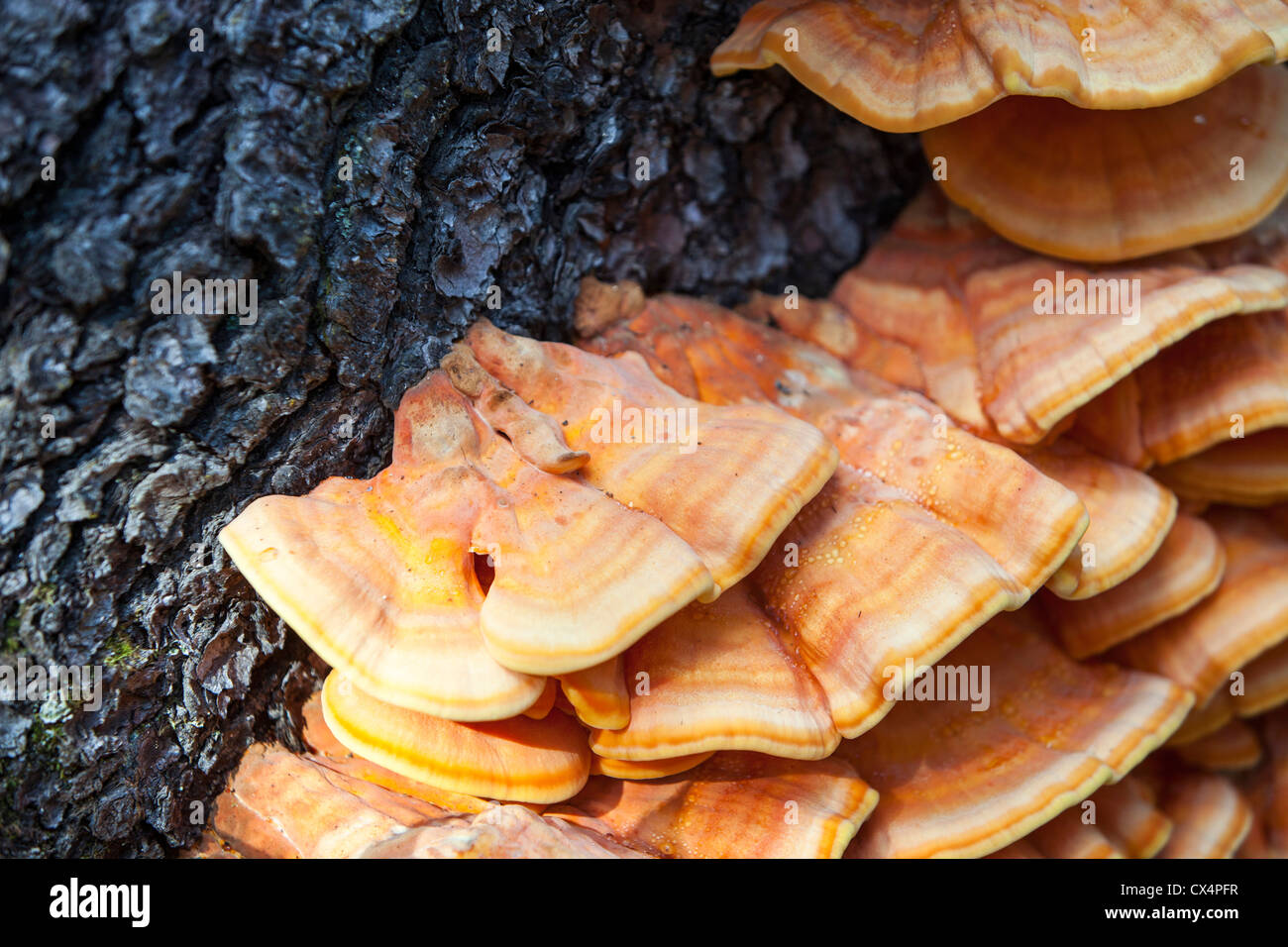 Funghi in the Canadian Rockies. Stock Photo