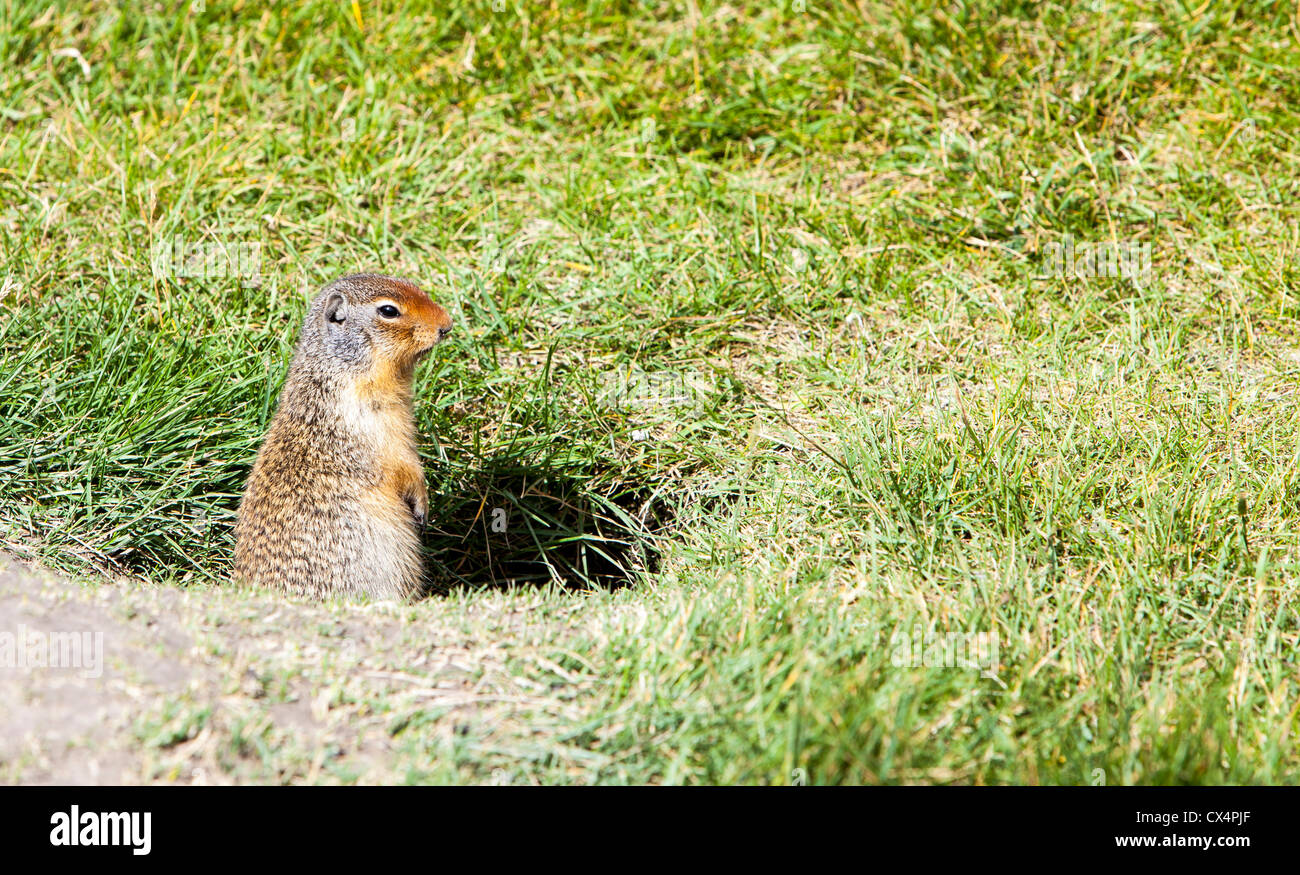 A Colombian Ground Squirrel (Urocitellus columbianus) outside its burrow in Canmore, Rocky mountains, Canada. Stock Photo