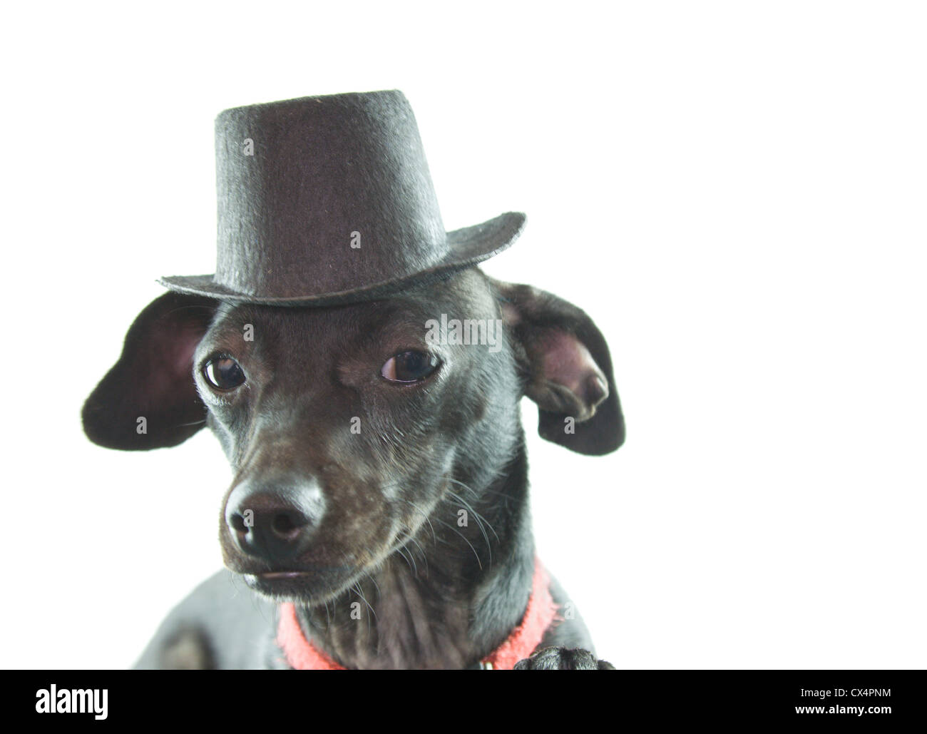 black, smooth coat dachshund wearing a formal style tophat Stock Photo
