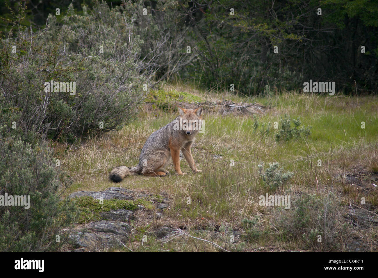 Culpeo Fox in the Patagonia region of Argentina Stock Photo