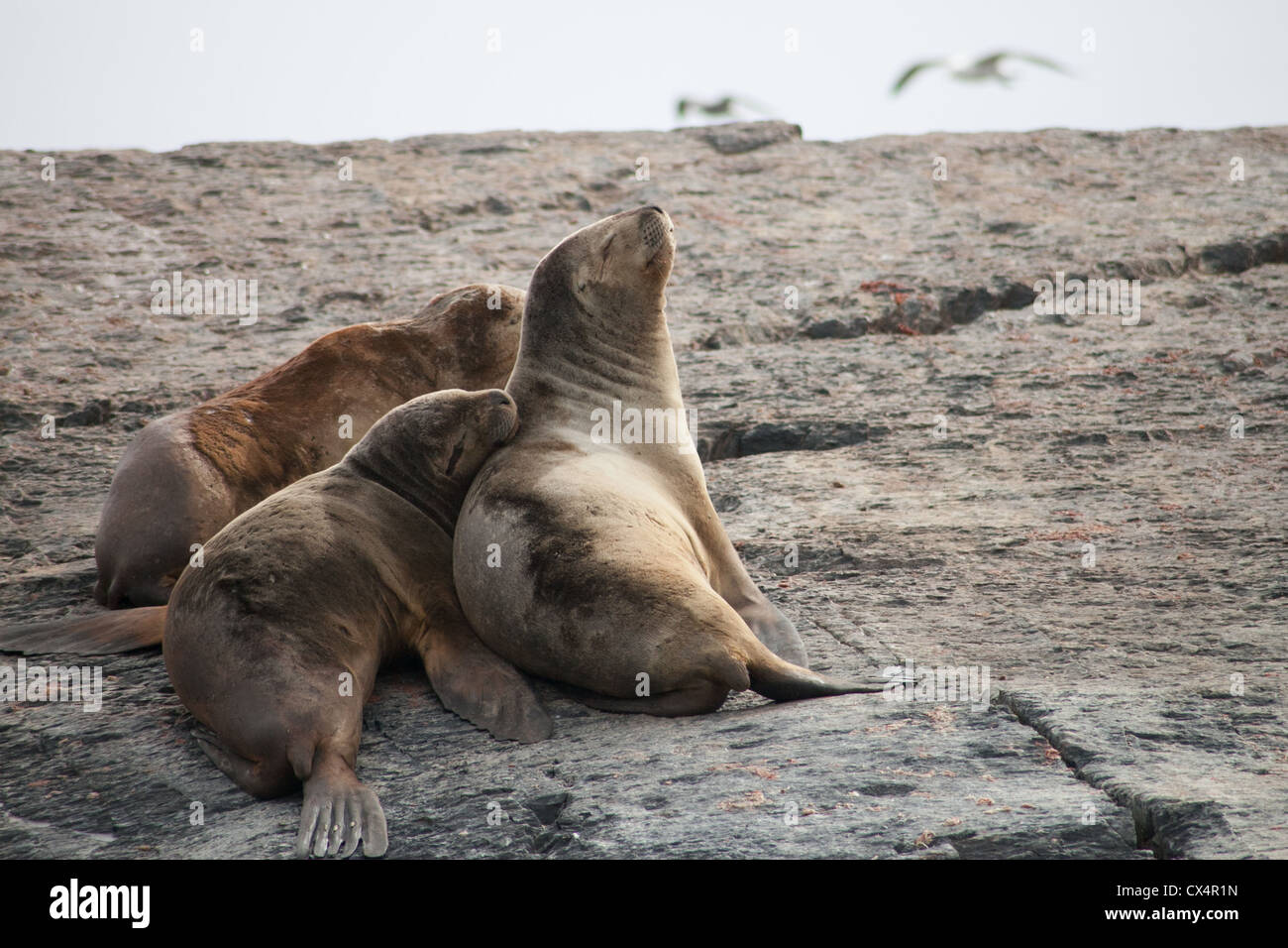 A group, or raft of Sea lions on an island  n Argentina near Ushuaia Stock Photo