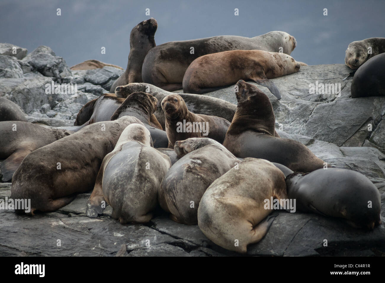 A group, or raft of Sea lions on an island  in Argentina near Ushuaia Stock Photo