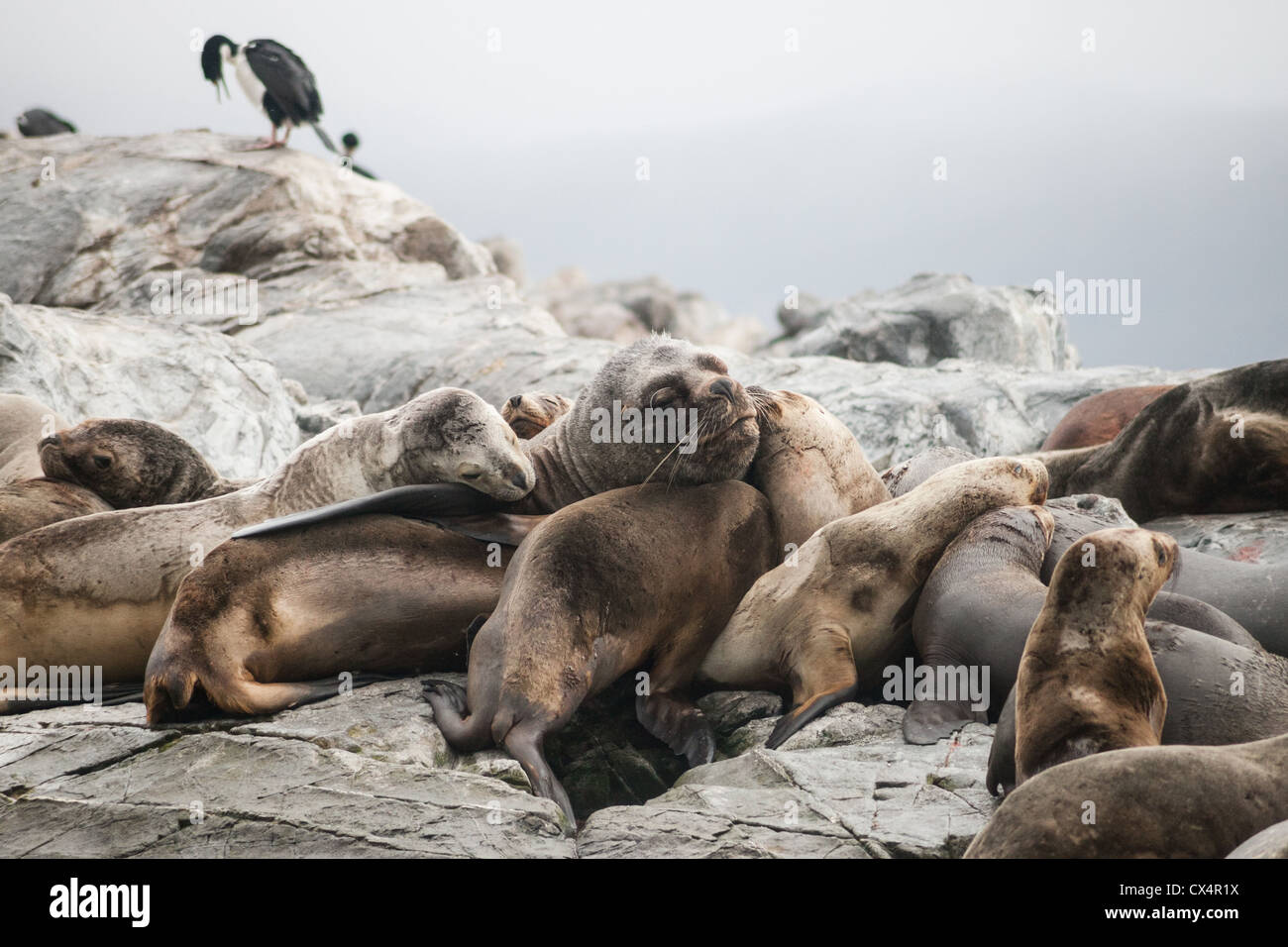 A group, or raft of Sea lions on an island  in Argentina near Ushuaia Stock Photo