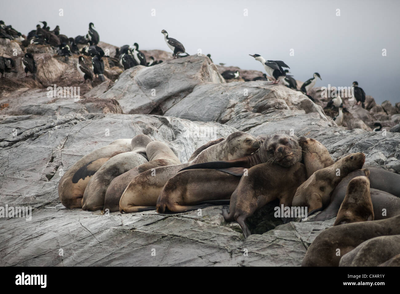 A group, or raft of Sea lions on an island  in Argentina near Ushuaia Stock Photo