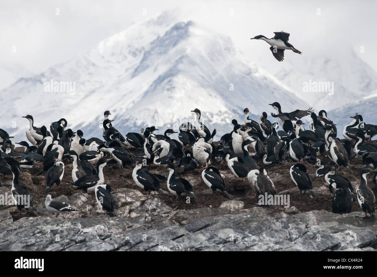 A flock of rock shags in the Patagonia region of Argentina Stock Photo