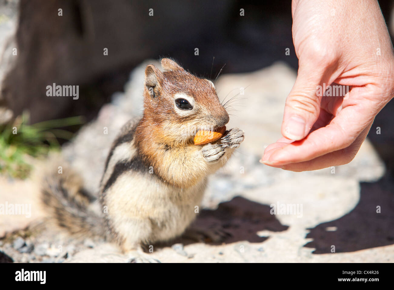 A tourist feeds a Chipmunk in the Canadian Rockies. Stock Photo