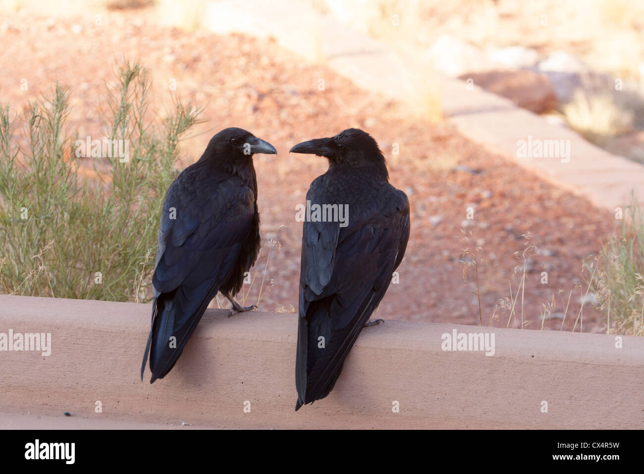 ravens in arches national park , utah Stock Photo