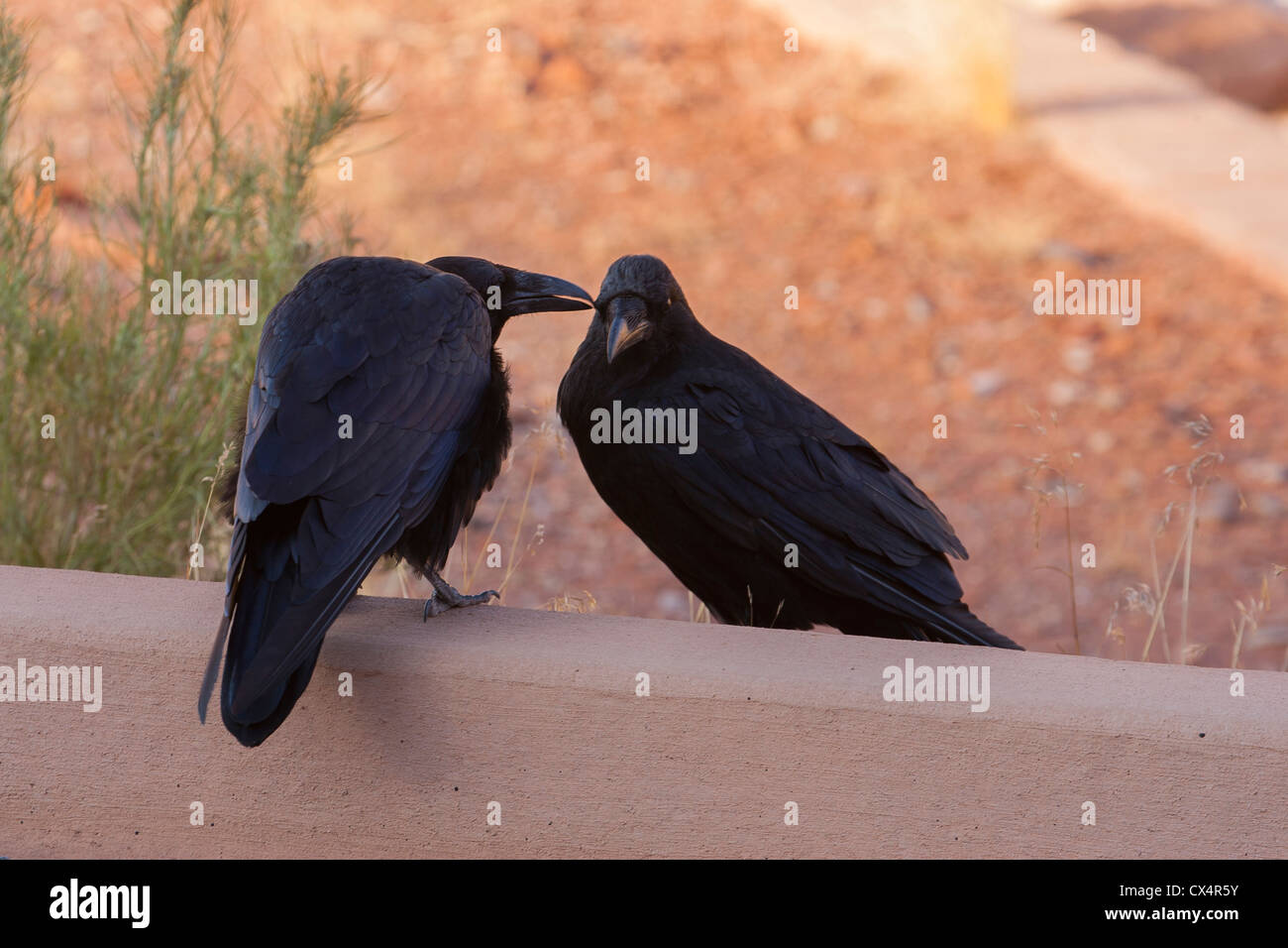 ravens in arches national park , utah Stock Photo Alamy