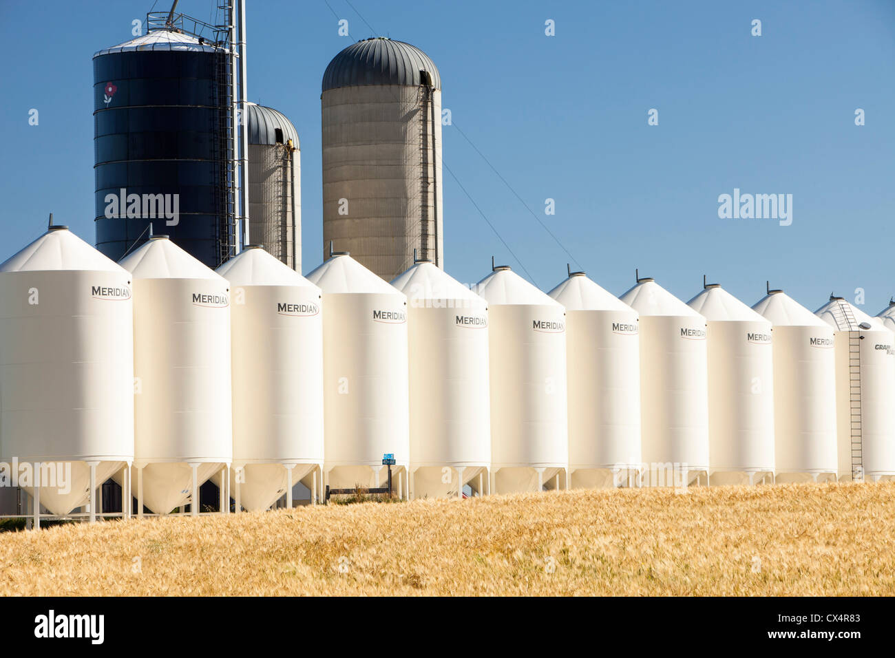 A field of Wheat in Alberta, Canada, with grain silos. Stock Photo