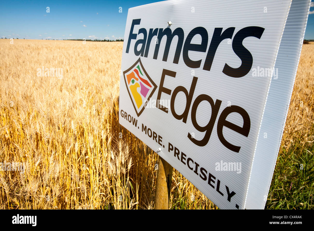A field of Wheat in Alberta, Canada, near Lacombe, with an advert for the agri business system used for controlling fertilizer Stock Photo