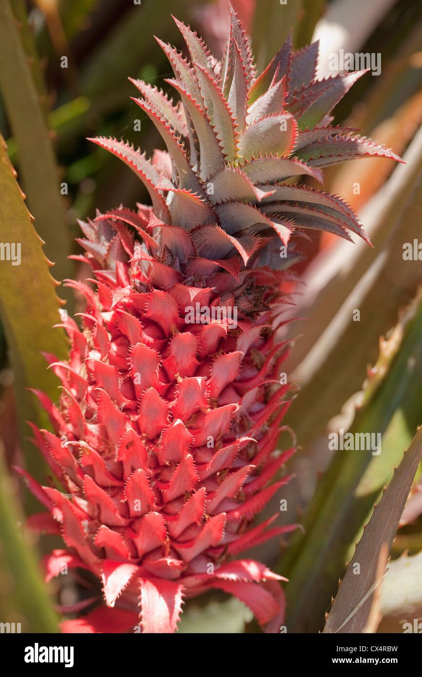 Red or wild pineapple (Ananas bracteatus) in garden in San Jose, Costa Rica. Stock Photo