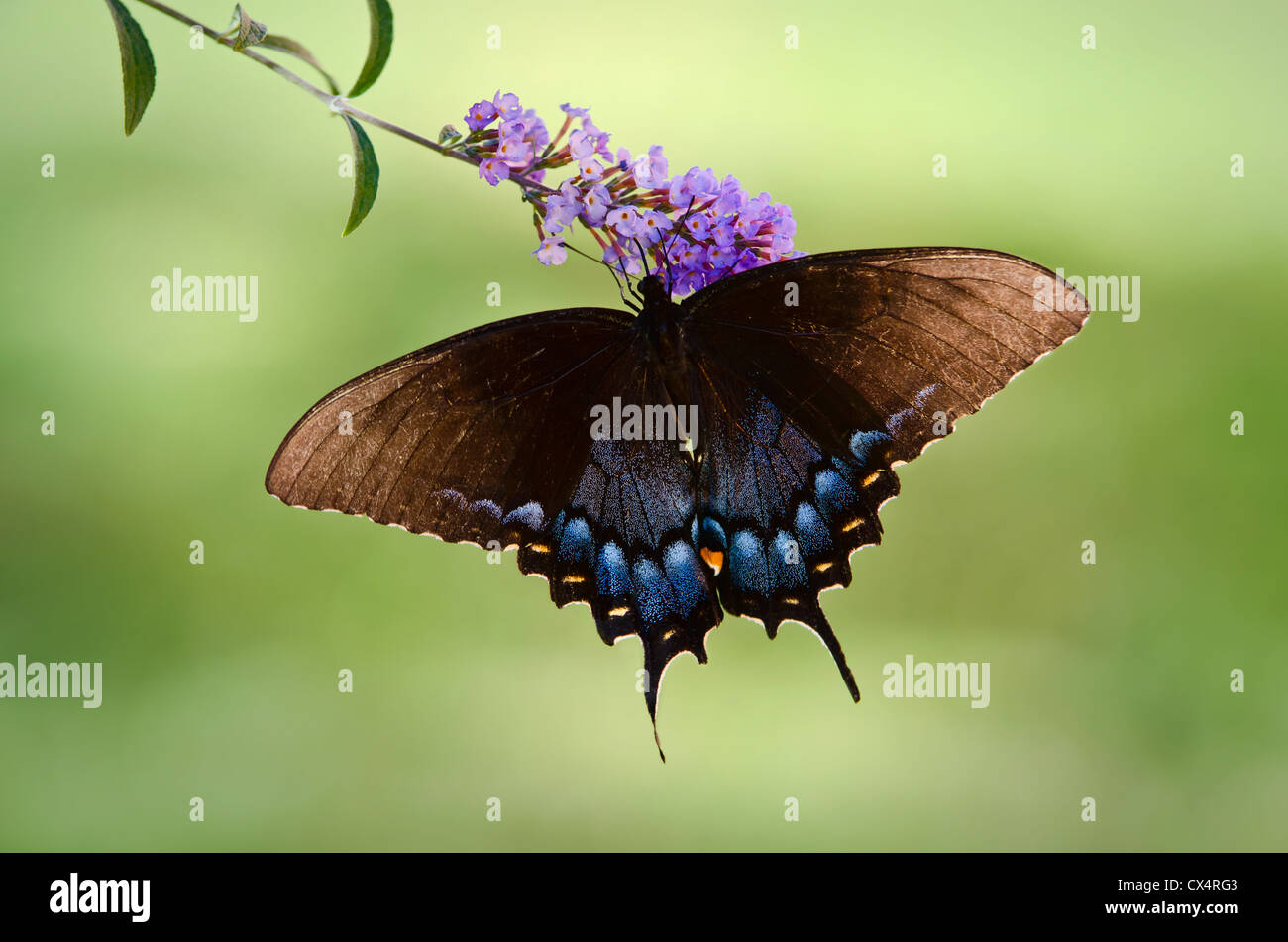 Eastern Tiger Swallowtail butterfly (Papilio glaucus) on butterfly bush flower Stock Photo