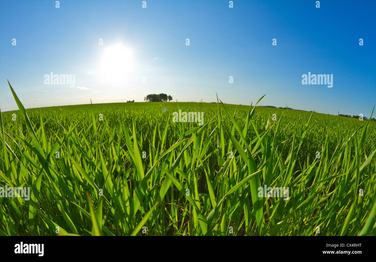 green grass and blue sky Stock Photo - Alamy