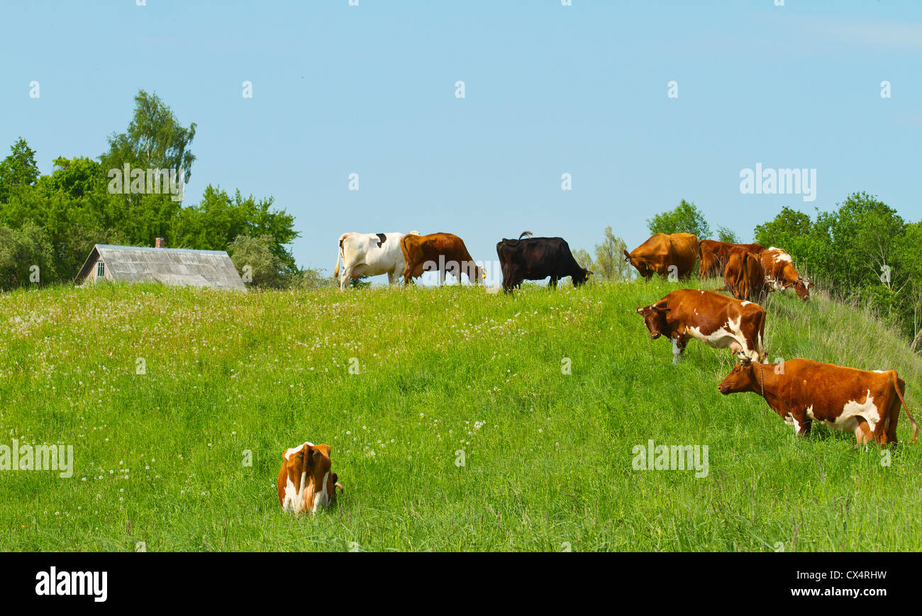 herd of cows on the meadow Stock Photo - Alamy