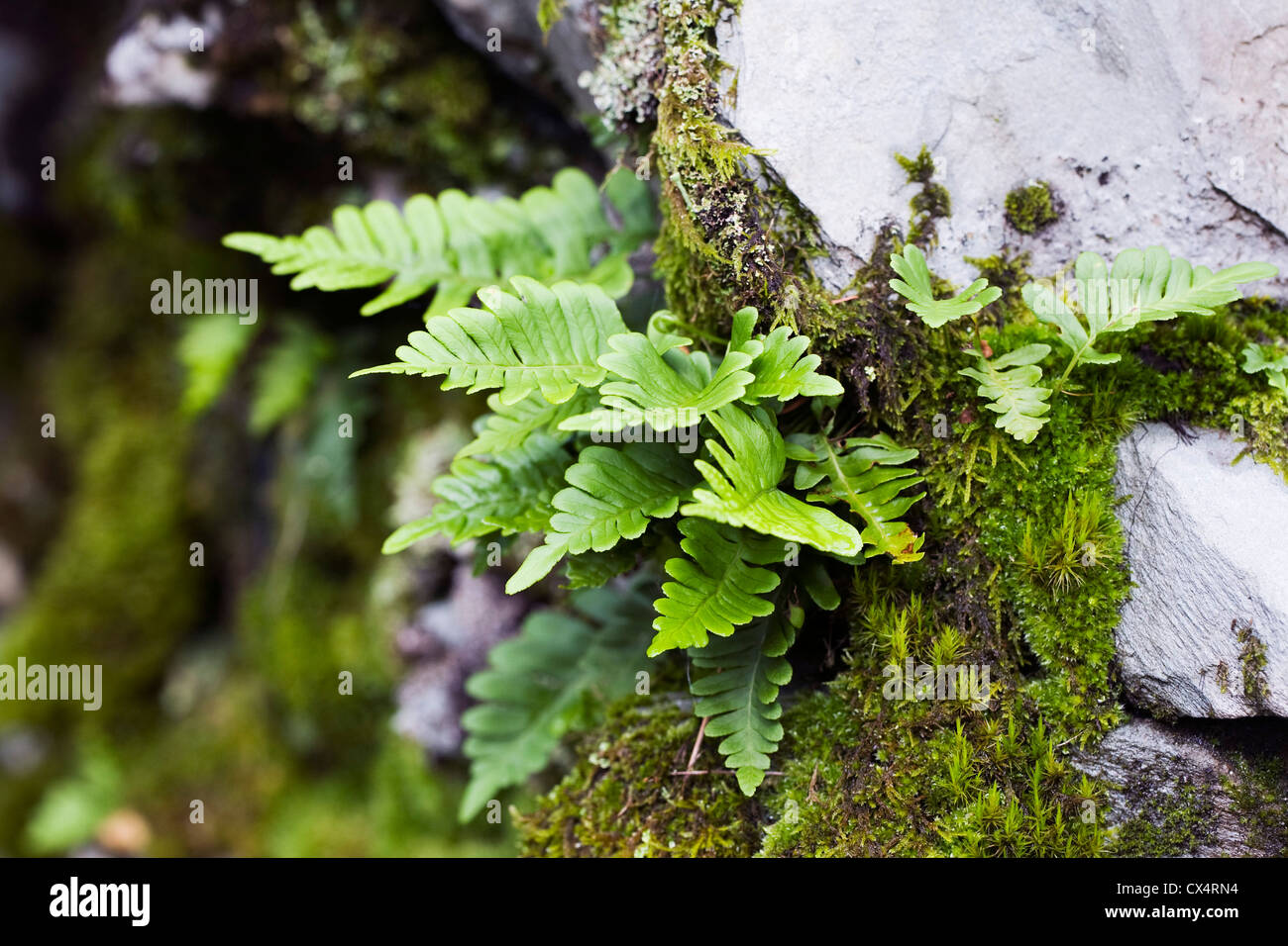 Ferns and mosses growing in a drystone wall in the Lake District, UK Stock Photo