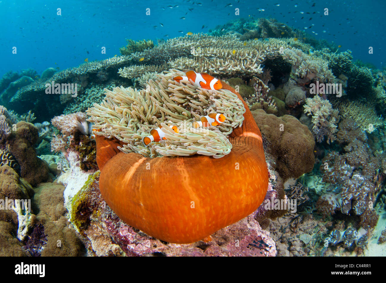 A magnificent anemone, Heteractis magnifica, in a shallow hard coral garden featuring several species of hard coral Stock Photo