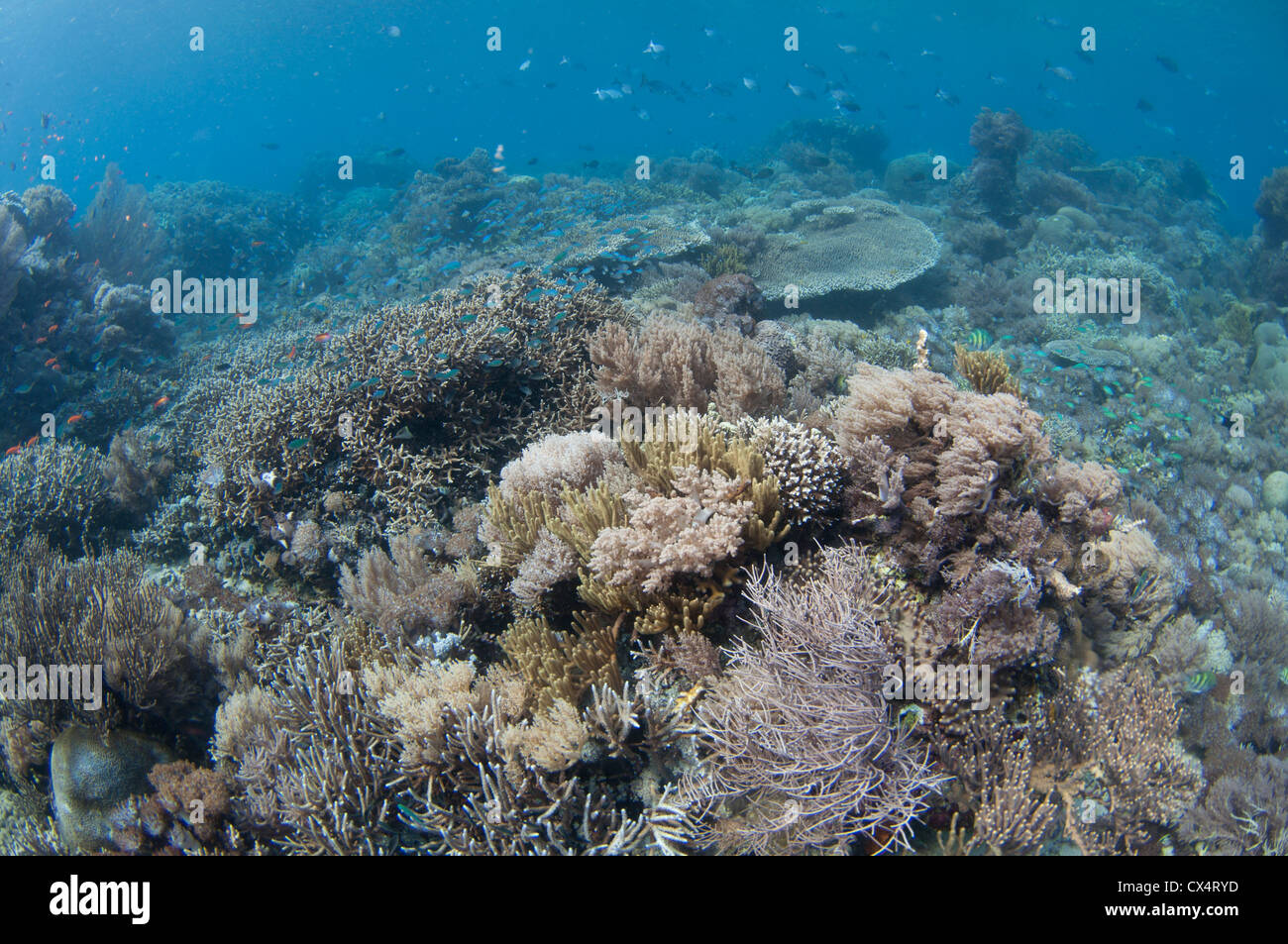 A shallow hard coral garden featuring several species of hard coral including finger and plate corals such as Porites sp. Stock Photo