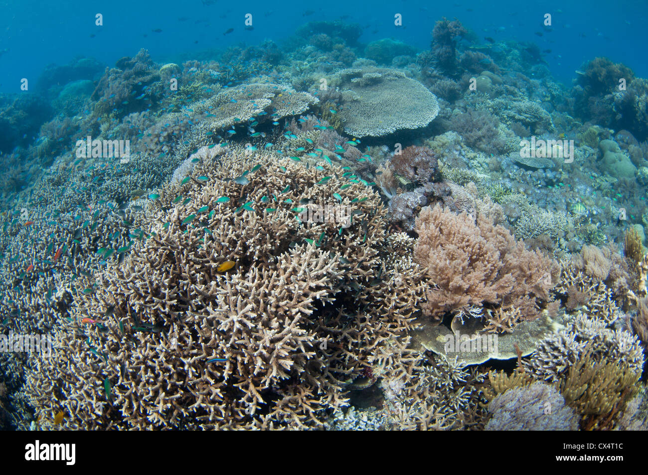 A shallow hard coral garden,several species of hard coral including finger and plate corals such as Porites sp., and Acropora Stock Photo