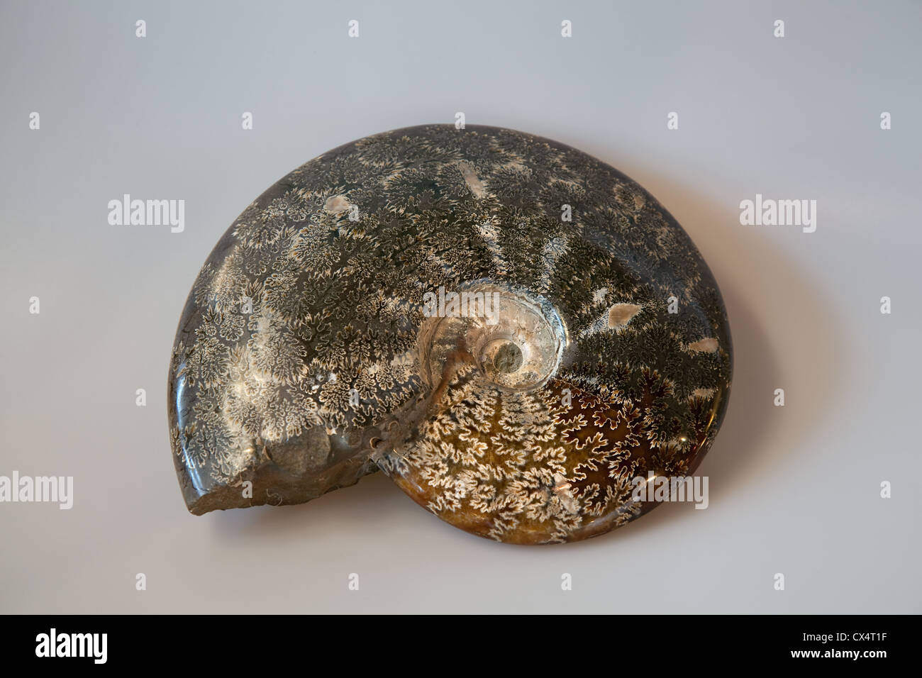 Ammonite Spiral shape with fossilized shells from Morocco, North Africa