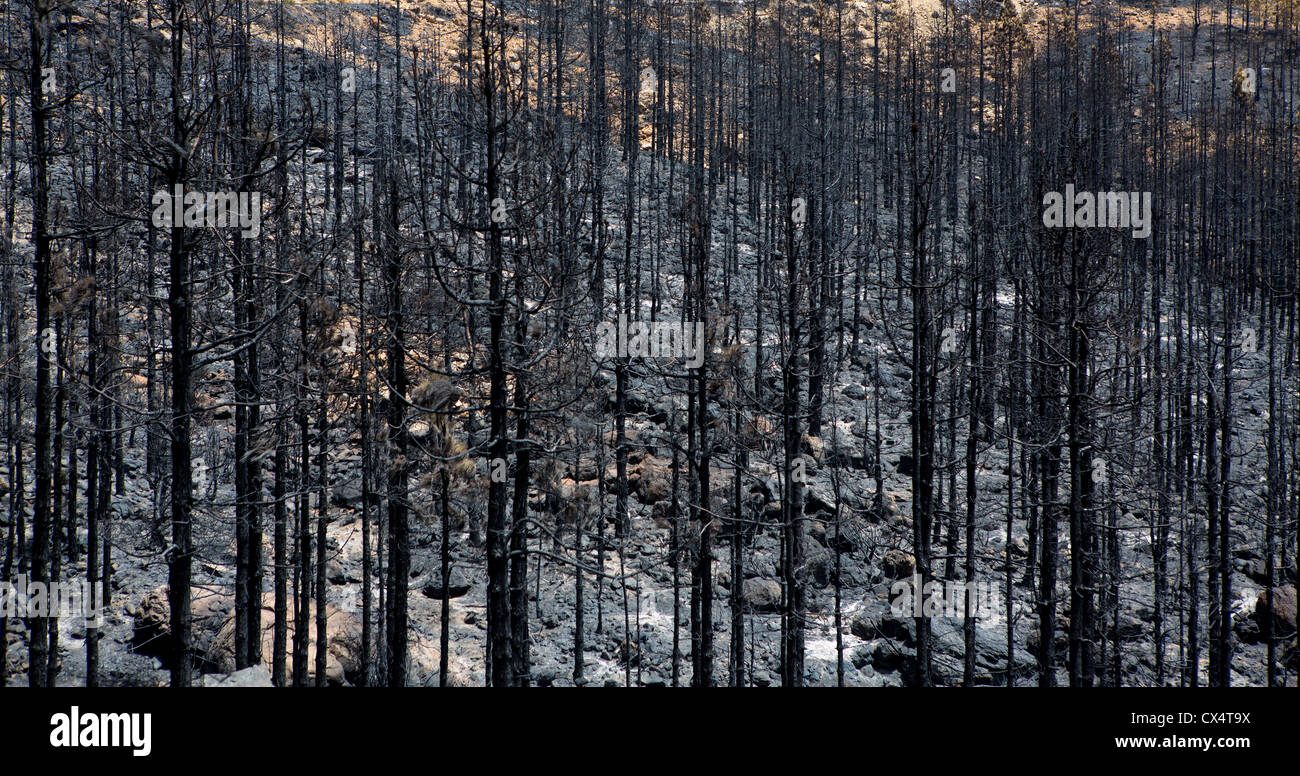 Black ashes of canary pine after forest fire at Teide National park in summer 2012 Stock Photo