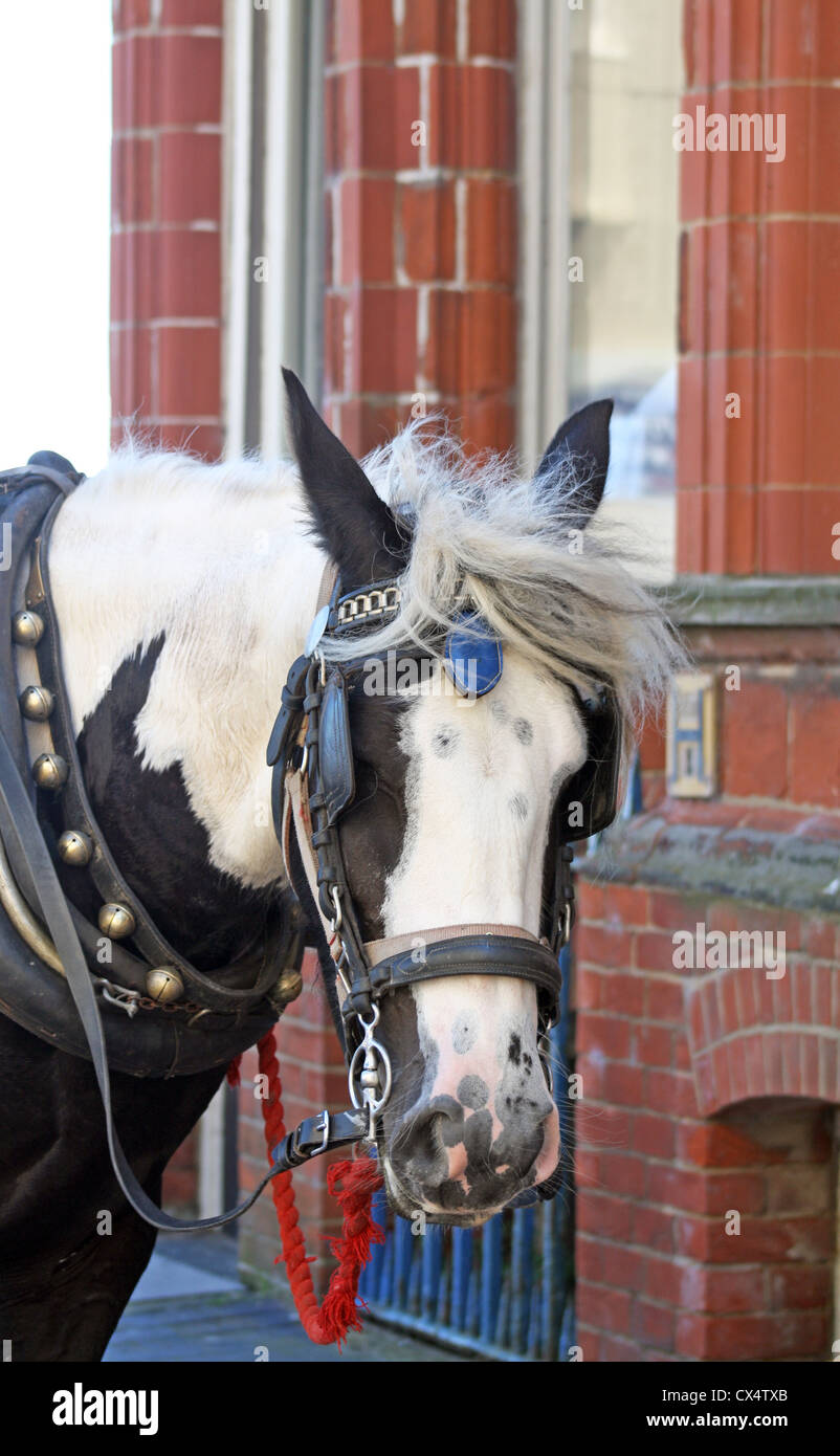 shire horse in the street Stock Photo